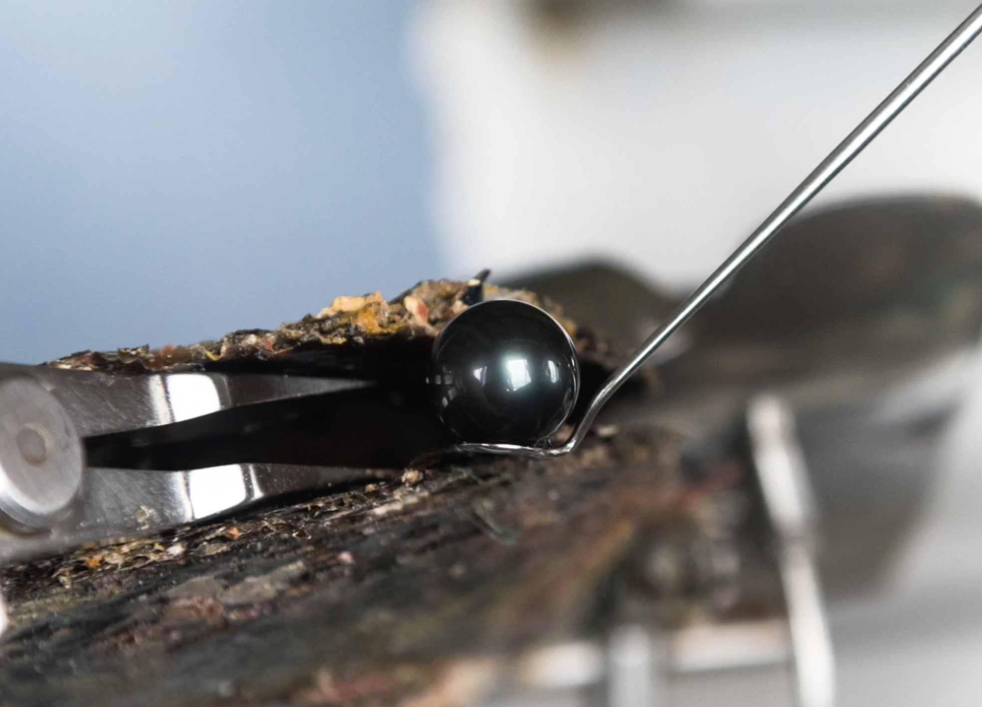 Extraction d’une perle de Tahiti