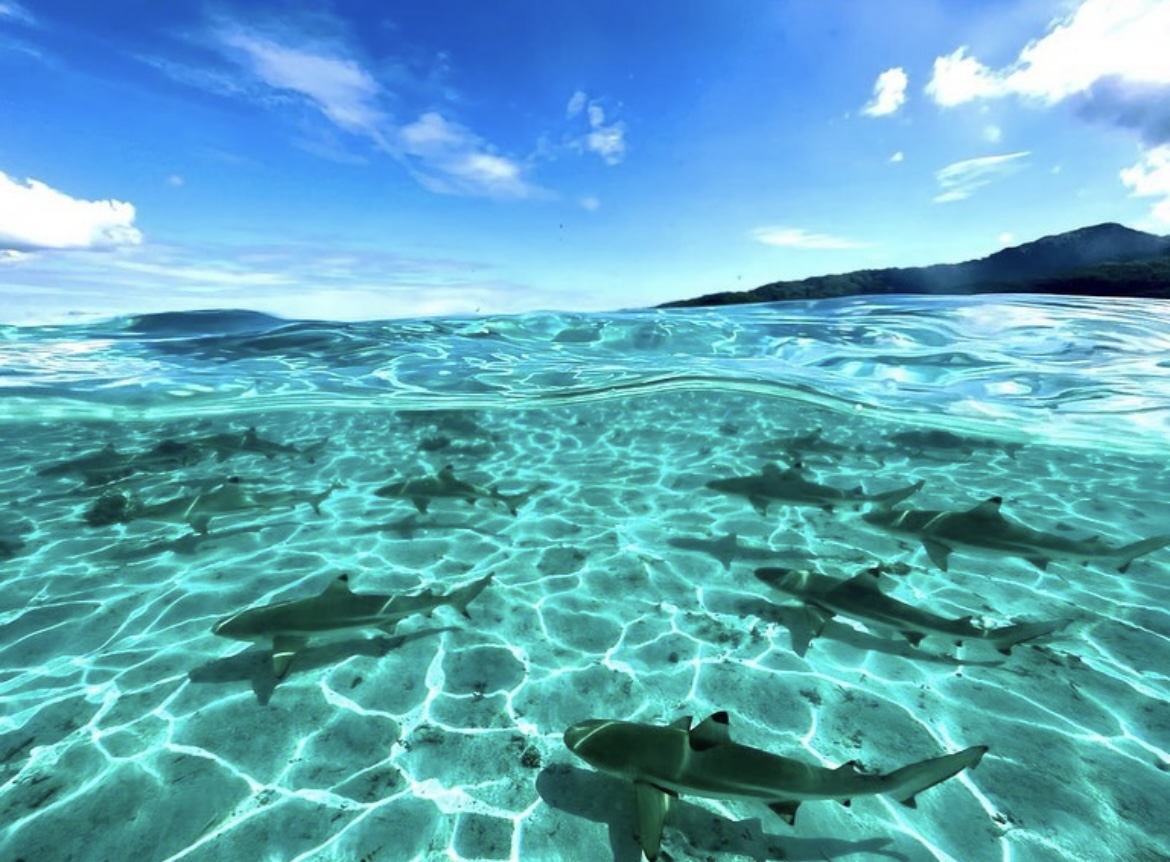 Excursion sur le lagon